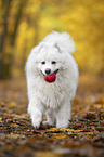 running Samoyed