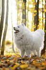 standing Samoyed