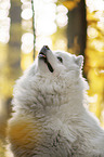 Samoyed Portrait