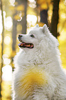 Samoyed Portrait