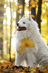 sitting Samoyed