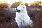 sitting Samoyed