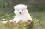 Samoyed Puppy