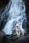 Samoyed in front of waterfall