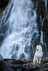 Samoyed in front of waterfall