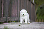 Samoyed puppy