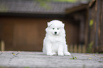 Samoyed puppy