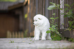 Samoyed puppy