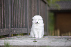 Samoyed puppy