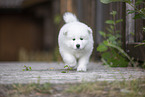 Samoyed puppy