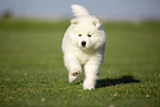 Samoyed puppy