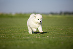 Samoyed puppy