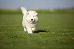 Samoyed puppy