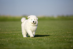 Samoyed puppy