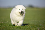 Samoyed puppy