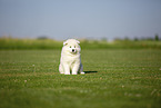 Samoyed puppy