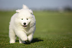 Samoyed puppy