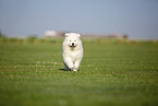 Samoyed puppy