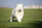 Samoyed puppy