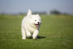 Samoyed puppy