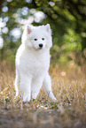 young Samoyed