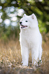 young Samoyed