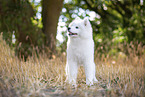 young Samoyed