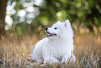 young Samoyed