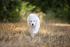 young Samoyed