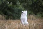 young Samoyed