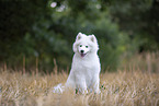 young Samoyed