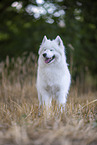 Samoyed on stubble field