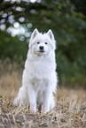 Samoyed on stubble field