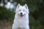 Samoyed on stubble field