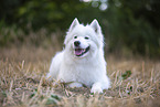 Samoyed on stubble field