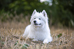 Samoyed on stubble field