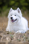 Samoyed on stubble field