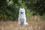 Samoyed on stubble field