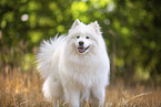 Samoyed on stubble field