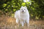 Samoyed on stubble field