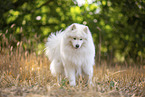 Samoyed on stubble field