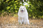 Samoyed on stubble field