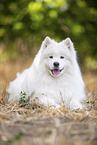 Samoyed on stubble field