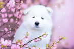 Samoyed Puppy