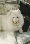 Samoyed