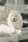 Samoyed