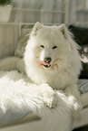 Samoyed