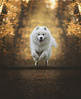 Samoyed