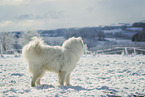 Samoyed in winter