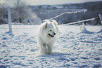 Samoyed in winter